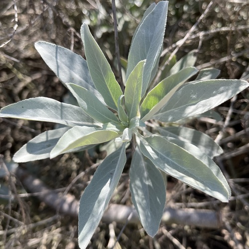 iNaturalist observation photo of white sage