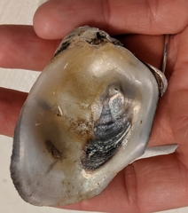 Crassostrea virginica