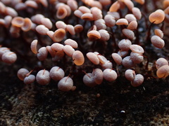 Physarum pezizoideum