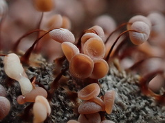 Physarum pezizoideum