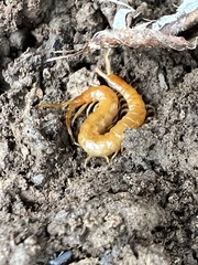 Scolopocryptops peregrinator