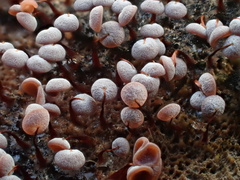 Physarum pezizoideum