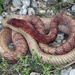 Coachwhip - Photo (c) dianaterryhibbitts, some rights reserved (CC BY-NC), uploaded by Diana-Terry Hibbitts