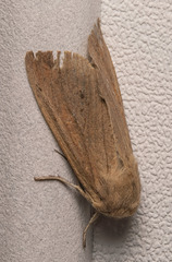 Ufeus satyricus