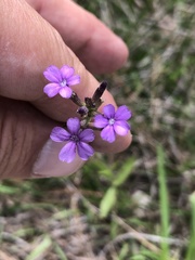 Buchnera floridana image