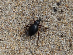 Otiorhynchus atroapterus