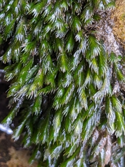 Fissidens grandifrons