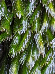 Fissidens grandifrons