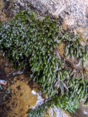 Fissidens grandifrons