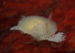 Atalodoris