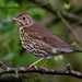 Song Thrush - Photo (c) Ad Konings, some rights reserved (CC BY-NC), uploaded by Ad Konings