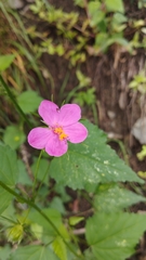 Hibiscus phoeniceus