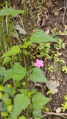 Hibiscus phoeniceus