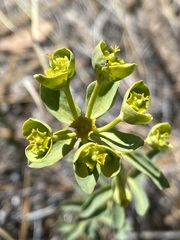 Euphorbia lurida