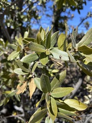 Quercus peninsularis