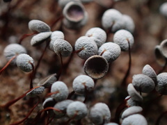 Physarum pezizoideum