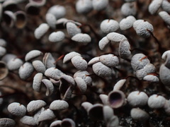 Physarum pezizoideum