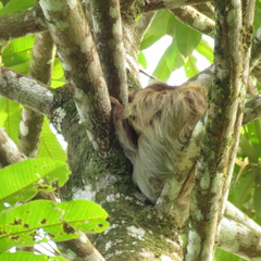 Choloepus hoffmanni hoffmanni