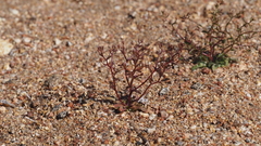 Nemacladus pinnatifidus