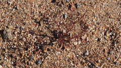 Nemacladus pinnatifidus