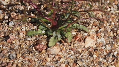 Nemacladus pinnatifidus