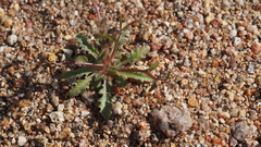 Nemacladus pinnatifidus