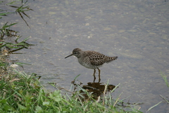 Tringa glareola