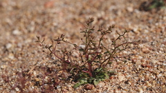 Nemacladus pinnatifidus