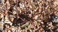 Nemacladus pinnatifidus