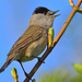 Eurasian Blackcap - Photo (c) Ad Konings, some rights reserved (CC BY-NC), uploaded by Ad Konings