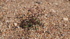 Nemacladus pinnatifidus