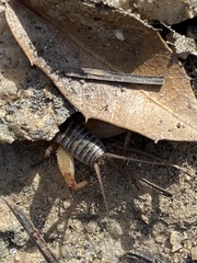 Gryllus lineaticeps