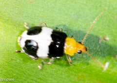 Paridea
