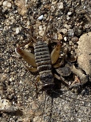 Gryllus lineaticeps