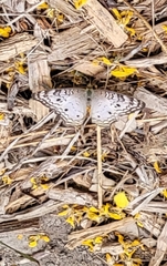 Anartia jatrophae