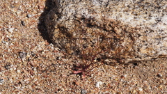 Nemacladus pinnatifidus