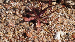 Nemacladus pinnatifidus