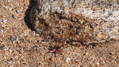 Nemacladus pinnatifidus