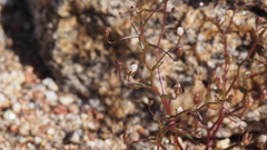 Nemacladus pinnatifidus