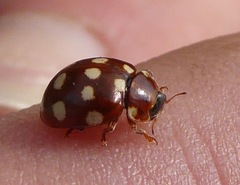 Calvia quatuordecimguttata