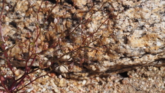 Nemacladus pinnatifidus