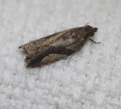 Statherotis pendulata