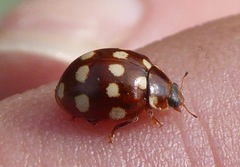 Calvia quatuordecimguttata