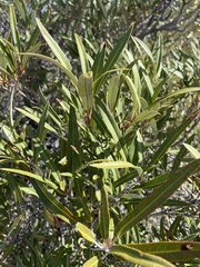 Ornithostaphylos oppositifolia