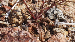 Nemacladus pinnatifidus