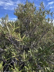 Ornithostaphylos oppositifolia