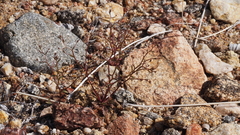 Nemacladus pinnatifidus