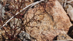 Nemacladus pinnatifidus