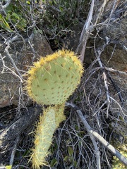 Opuntia chlorotica