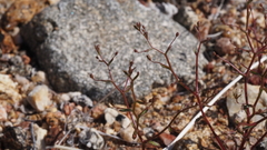 Nemacladus pinnatifidus